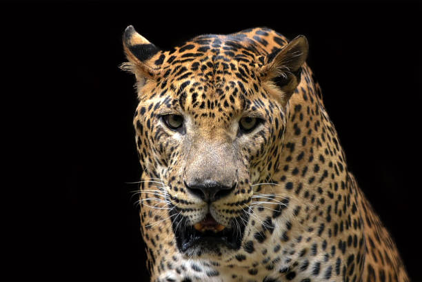 istock Close up portrait of a javan leopard 1397555814