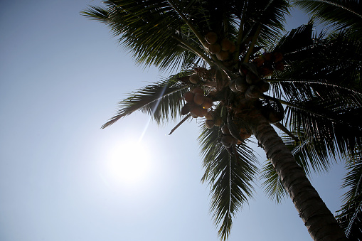 A focus scene on coconut tree against good weather.