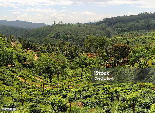Tè Plantaition - Fotografie stock e altre immagini di Agricoltura - Agricoltura, Albero, Albero tropicale