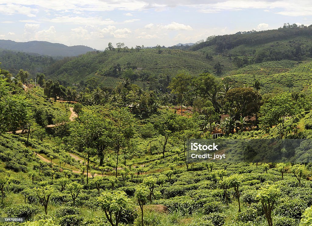 Chá plantaition - Foto de stock de Agricultura royalty-free