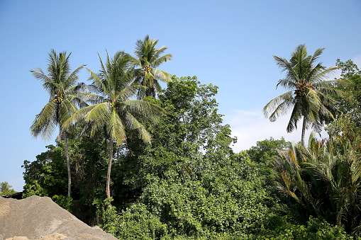 A focus scene on coconut tree against good weather.