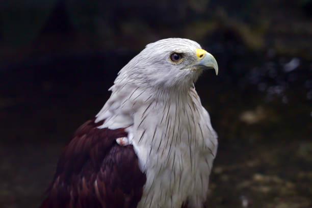 Portrait of a beautiful bald eagle (Haliaeetus leucocephalus), the national bird of the USA, against a black background.