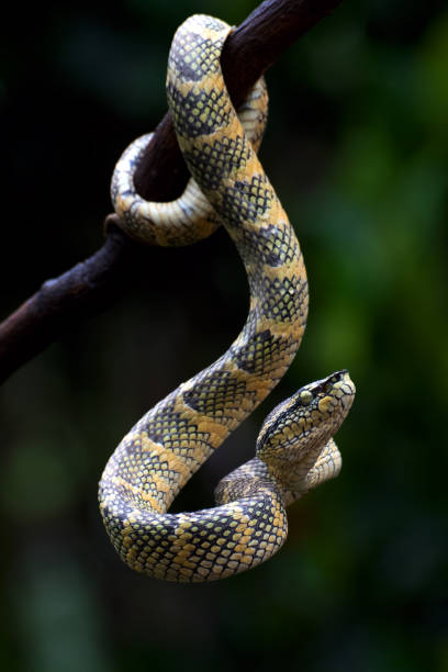 Temple pit viper coiled around a tree stock photo
