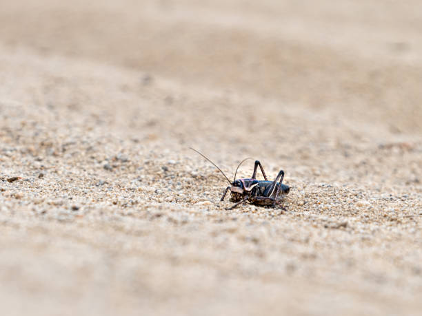 Male Mormon cricket, Anabrus simplex, in the sandy Nevada desert during springtime.