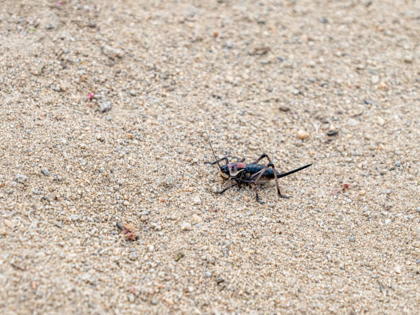 istock Female Mormon cricket, Anabrus simplex, in the sandy Nevada desert during springtime. 1397557495