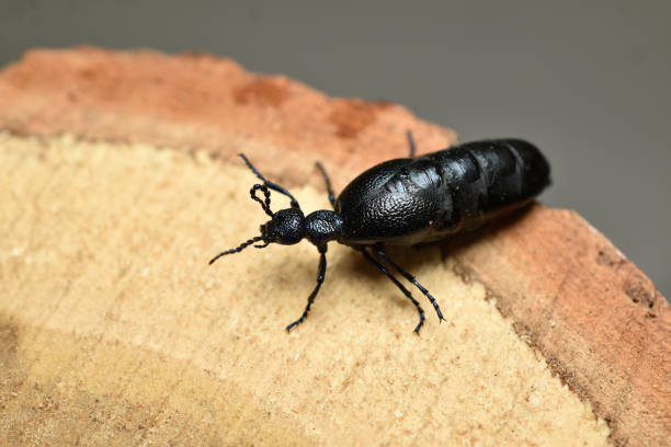 istock Meloe proscarabaeus in full length on a wooden surface. 1397558468