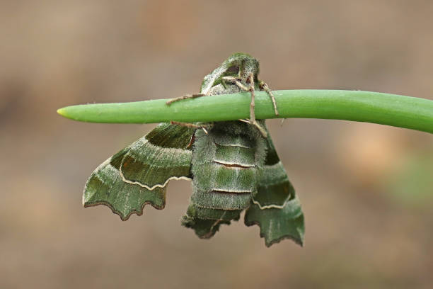 istock Sphinx of the Fireweed - Willowherb Hawkmoth (Proserpinus proserpina). 1397558808