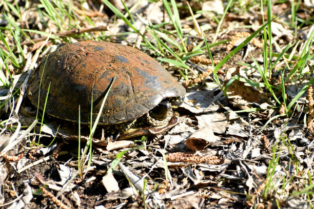 tortue de rivière se prélassant sur le rivage. - hawksbill turtle photos et images de collection