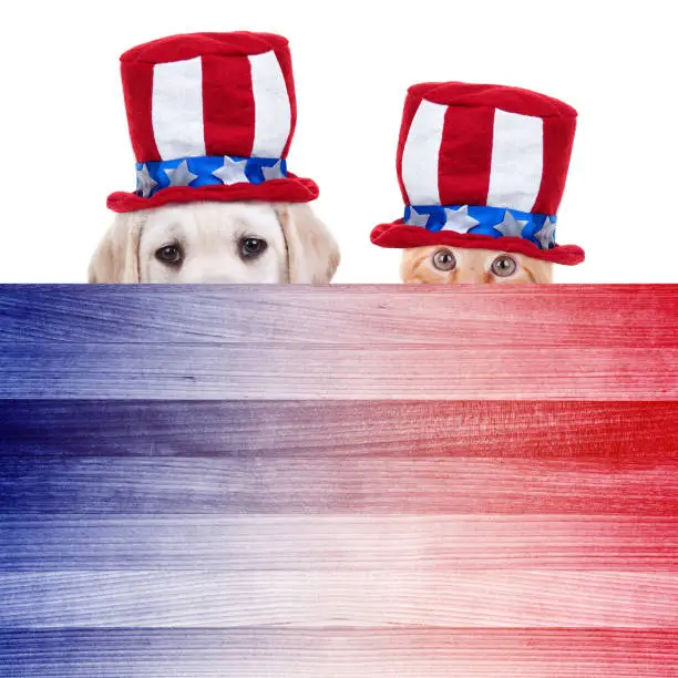 Photo of Patriotic American pet cat dog for July 4th fourth, Memorial, Labor, President Day sign poster flyer