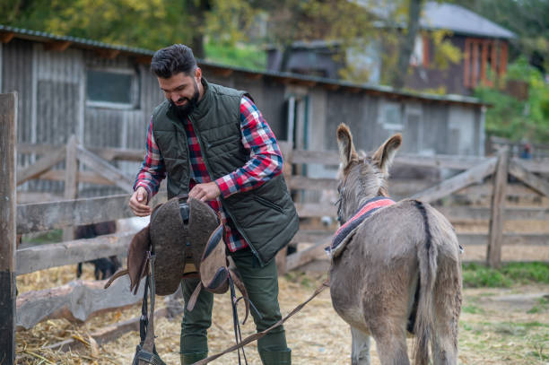 istock A man in plaid shirt working on cattle-farm 1397561422