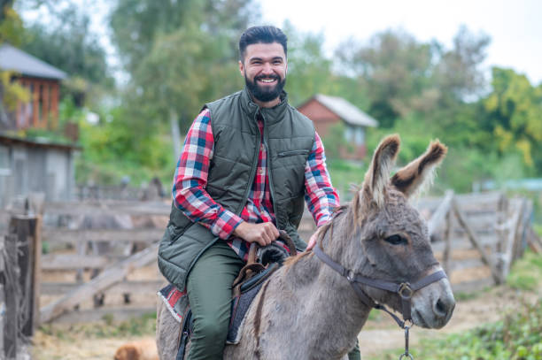 Al Hamra, Oman - 1. November 2023: Men riding a donkey up the stairs in desert village in Wadi Bani Awf - Al Hamra