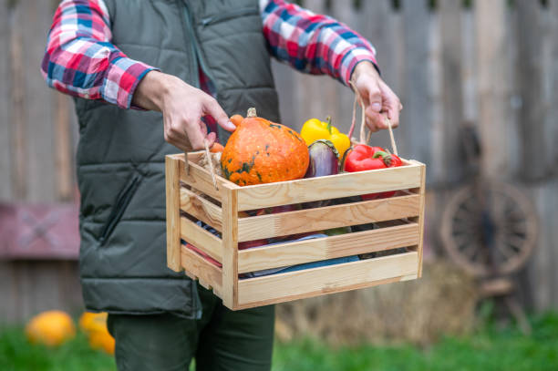 istock A male farmer carrying a box with vegetables 1397561473
