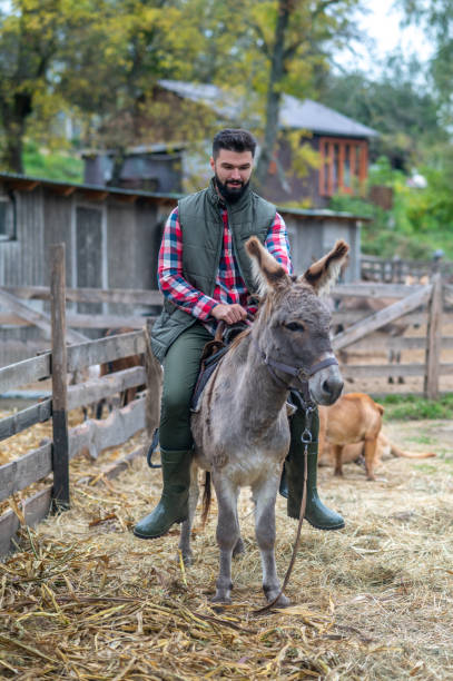 istock A farmer sitting on a donkey on a farm 1397561482