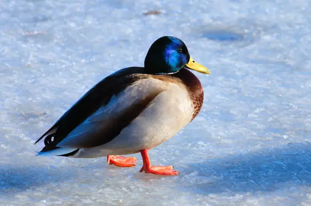 Photo of Mallard duck on frozen lake. One wild duck is walking on fresh ice. Detailed view of bird at sunny winter day. Concept of wild birds in the big city during winter time