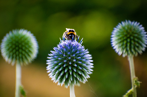A Bumble Bee sits on top of the firework flower of a globe thistle