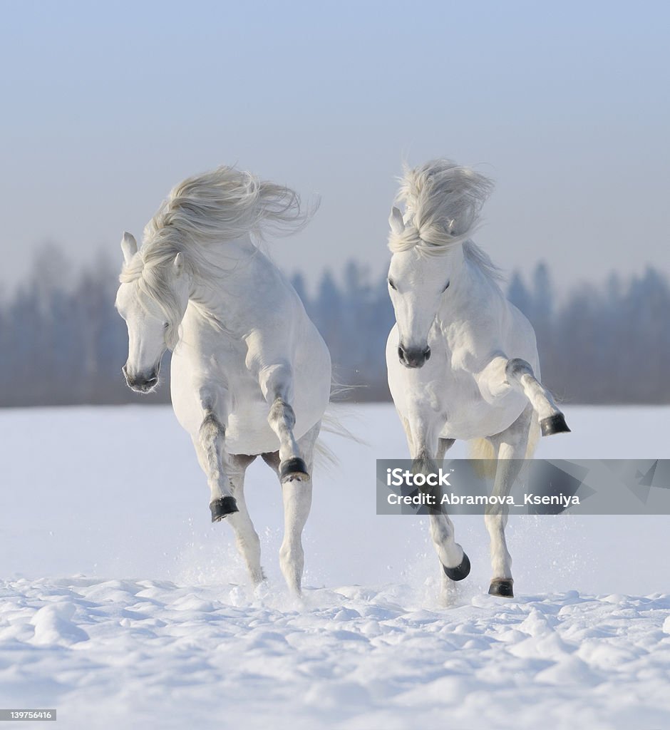 A pair of snow-white horses galloping in the snow Gray Welsh pony galloping on snow field White Horse Stock Photo