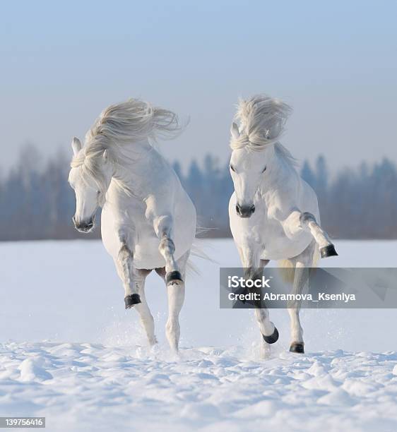 A Pair Of Snowwhite Horses Galloping In The Snow Stock Photo - Download Image Now - White Horse, Two Animals, Animal