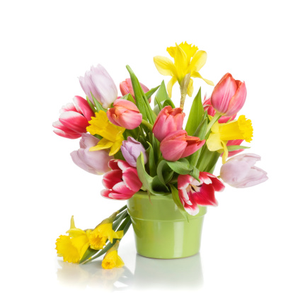 Flower pot with tulips and daffodils on white background