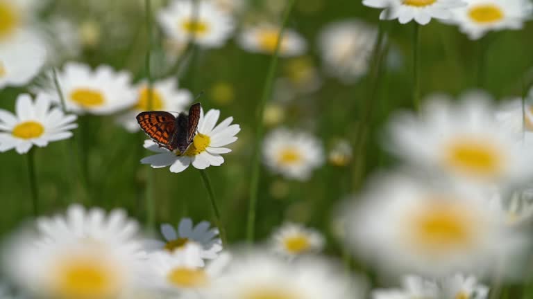 Wild flowers meadow in summer, chamomiles waving in the wind and small butterfly