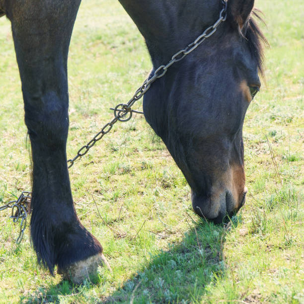 A horse grazes in a meadow and eats green grass. Close-up