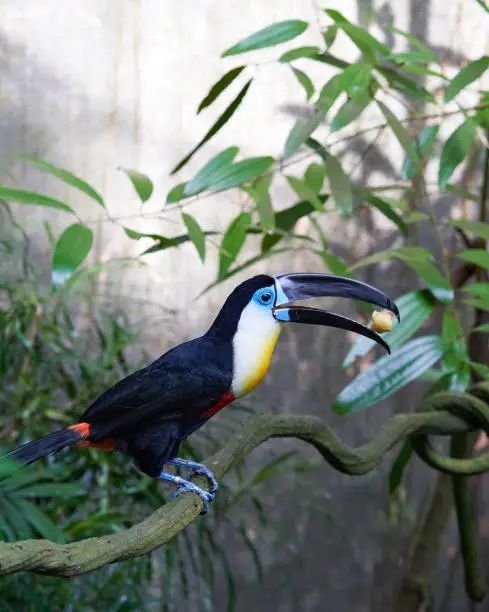 Toucan bird at Singapore Zoo