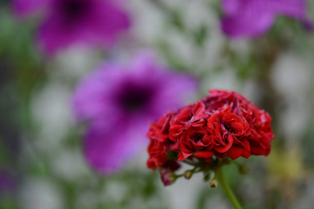 Red flower close-up on a green background.