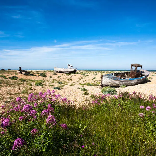 green foreground foliage on the shingle beach at Dungeness Beach, Romney Marshes, with abandoned fishing boats in the background and a vivid blue sky beyond
