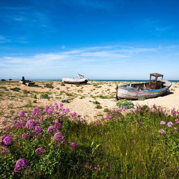 dungeness beach latem - dungeness zdjęcia i obrazy z banku zdjęć