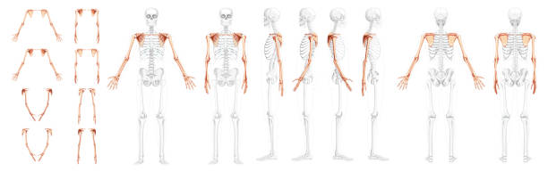 zestaw szkieletowych ramion kończyny górnej z obręczą barkową ludzki przedni widok z tyłu z częściowo przezroczystą pozycją kości. dłonie, obojczyk, łopatka, przedramiona realistyczne płaskie wektorowa ilustracja anatomii - arm bone stock illustrations