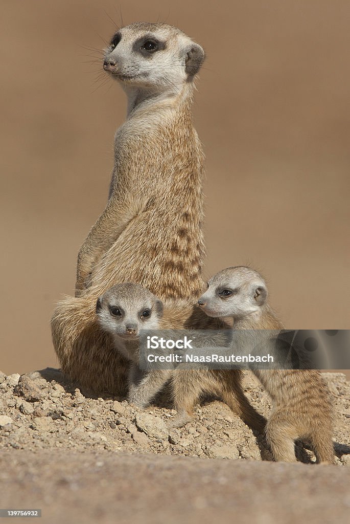 Suricate mother with pups Distribution focussed in low-rainfal areas of South Africa and Namibia; pale body color with several irregular transverse bands on the back; thinly haired, black-tipped tail usually used as support when standing upright; diurnal; territorial. Africa Stock Photo