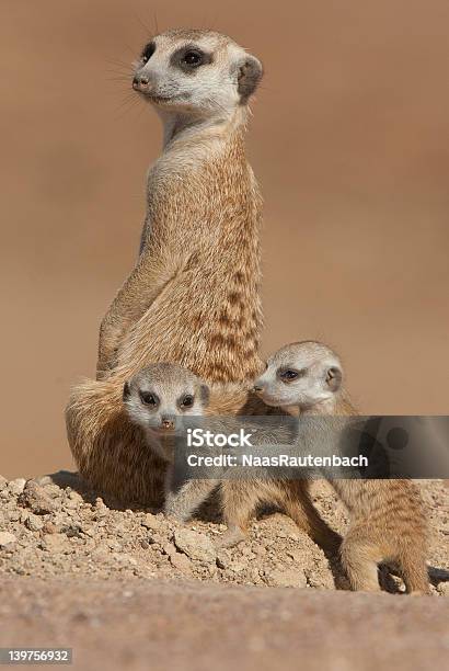 Suricate Mother With Pups Stock Photo - Download Image Now - Africa, Animal Wildlife, Animals Hunting