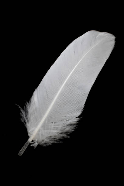 istock white feather of a goose on a black background 1397569844