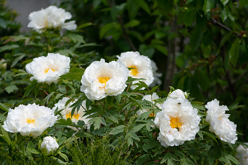 Big beautiful white tree-like peony flowers in the spring garden. Tree peony bush blooms in the springtime park. Ornamental plant with large flowers.