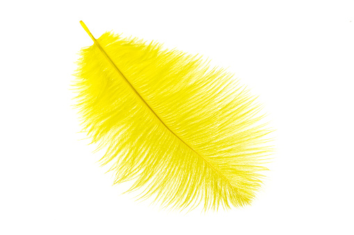 yellow ostrich feather on a white isolated background