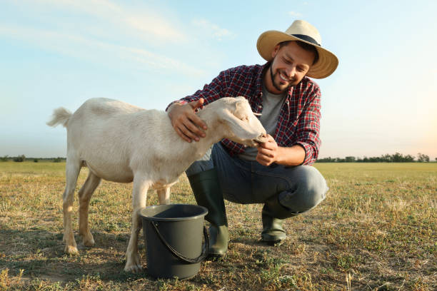 człowiek karmiący kozy na farmie. hodowla zwierząt - chow domestic animals animal beautiful zdjęcia i obrazy z banku zdjęć