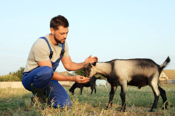 człowiek karmiący kozy na farmie. hodowla zwierząt - chow domestic animals animal beautiful zdjęcia i obrazy z banku zdjęć