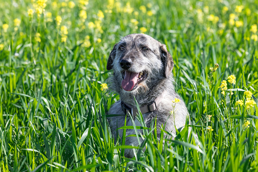 crossbreed dog sitting in green field