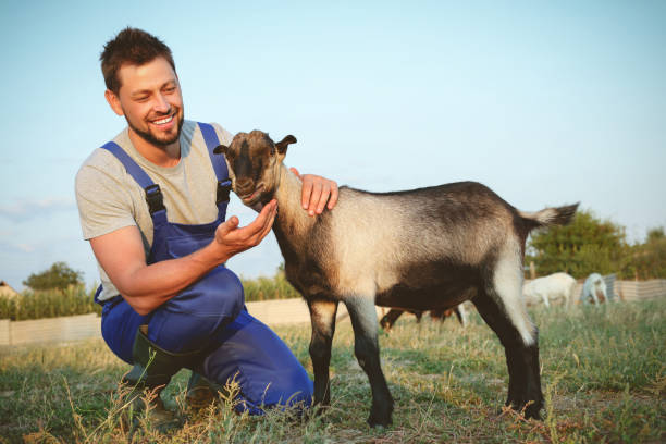 istock Man with goat at farm. Animal husbandry 1397571664