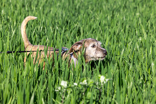 little dog walking in green field, slight motion blur,