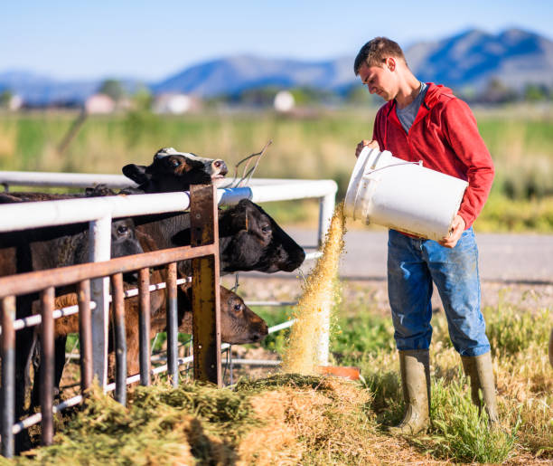 Farm worker feeding cattle in the morning A farm worker pouring feed for cattle at a ranch in Utah, USA beef cattle feeding stock pictures, royalty-free photos & images