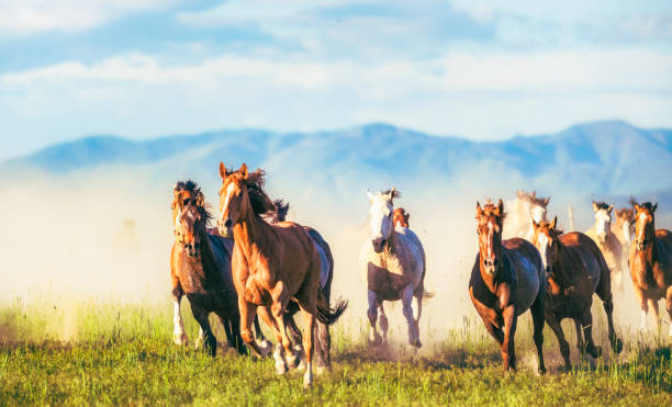 chevaux de course libre - plante sauvage photos et images de collection