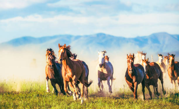 cavalli in esecuzione free - fauna selvatica foto e immagini stock