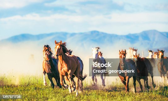 istock Horses running free 1397571738