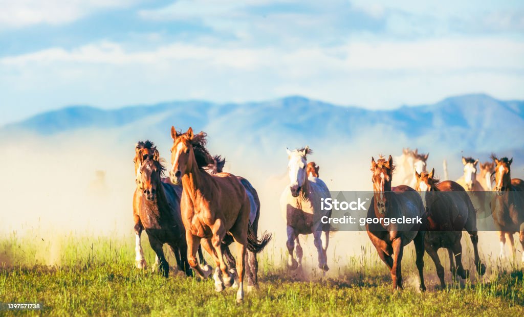 Horses running free A large group of horses galloping in the wilderness of a prairie in Southern Utah, USA. Horse Stock Photo