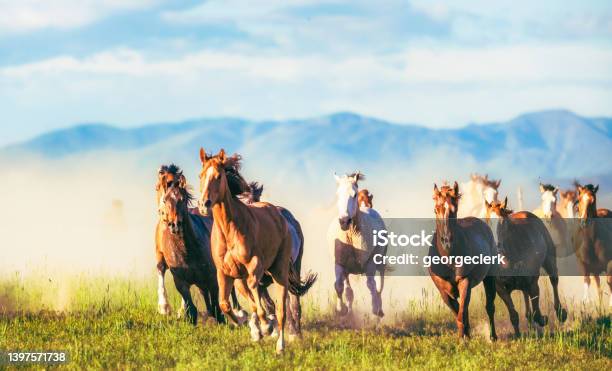 Horses Running Free Stock Photo - Download Image Now - Horse, Animals In The Wild, Uncultivated