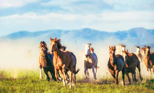 Photo of Horses running free