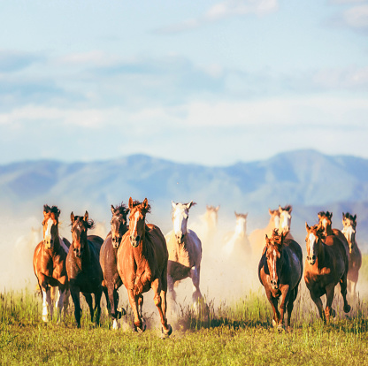A large group of horses galloping in the wilderness of a prairie in Southern Utah, USA.