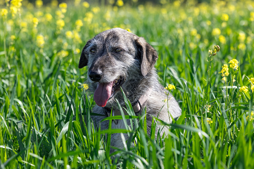 crossbreed dog sitting in green field