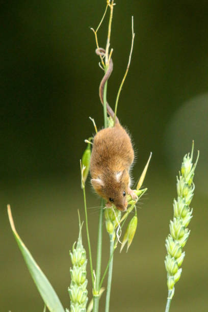 Harvest mouse (Micromys minitus) Harvest mouse (Micromys minutus) eating the crops wild mouse stock pictures, royalty-free photos & images