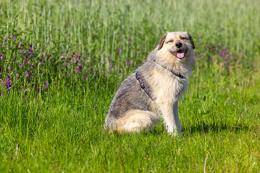 dog standing on gras, looking into camera